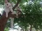 网友在树下凉快, 结果发现树上满是猫, 这.....。