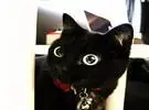 这只黑猫, 有一双乌黑的大眼睛, 尤其是特殊的玲玲, 感觉..。
