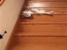 这些花哨的楼梯猫可能是你 (我) 在家里的周末..。