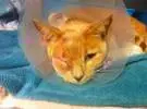 网友救出一只橙色的猫, 治好了自己的腿, 它竟然不好当坏了, 知道原因后..。