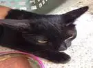 网友来了一只黑猫, 先是收养了它, 没想到第三天竟然救了他一命.....。