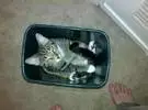 我听说垃圾箱放得太长了, 也长了一只猫.....。