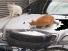 原来梅赛德斯-奔驰车上的标志在猫还有这个用途, 是时候买奔驰了, 嘿嘿嘿嘿..。