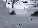 喵跑在雪地里, 忽然从另一只猫的顶上窜出来, 以为会撞到, 没想到.....。