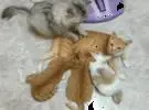 超级温暖!猫妈妈正忙着喂小猫, 猫爸爸在一旁给妻子做按摩.....。