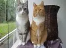 两只猫在窗台上, 一喵而橘白猫不注意吻它, 笑喷..。