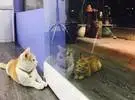 这个流浪喵和店里的猫每天都看到窗户关上, 原来.....。