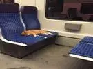 当网友乘坐火车时, 竟然遇到一只猫占据两个座位睡觉, 最后.....。