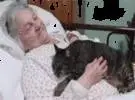 网友的祖母住院好几天了, 一天得到医生的允许, 把猫带了出来.....。