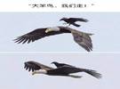 在前线世界前线, 乌鸦可能被称为动物王国的黑色邪恶势力..。