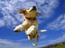 在空中飞翔的狗, 想飞向天空, 太阳向肩