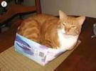 主人给了橙色的猫一个方形的盒子, 当它躺在, 它不认为..。