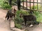 网友拍了两只猫的对峙, 准备打架, 发现一只猫的表情, 笑尿.....。
