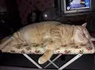 网友家里的橙猫, 很喜欢睡熨板, 当它和爸爸一起走出镜子, 笑喷.....。