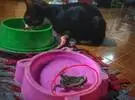 网友的猫不知道在哪里捉到一只蟾蜍, 甚至直接在水碗里, 也.....。
