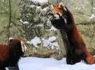 当熊猫处于危险中时, 他们张开双手以寻找更大的相互威慑。太可爱了 ~