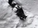 黑猫径直跳入雪地, 留下一条尾巴, 直接给人类, 但.....。