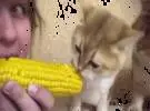 网友吃玉米, 两只猫看, 也想吃, 其中一个不能吃, 最后.....。