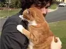 橙猫11岁, 或者喜欢跳进主人的怀抱!