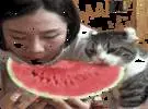 店主记录了猫和他妈妈吃的西瓜, 这个小的样子孟煎, 觉得.....。