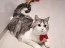 网友们为猫买了一个水手的项圈, 把它戴上, 风突然变了, 不过.....。