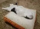 猫睡在面包垫上睡觉的位置, 这使人们看到的冲动..。
