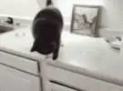 猫为什么喜欢把东西推到地上？