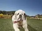 世界上最健谈的狗: 狗舌长18厘米, 吉尼斯纪录