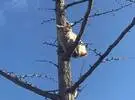 猫在树上看见一只小鸟, 于是他爬上树去捉鸟, 然后爬了一半路。