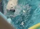 北极熊和水海豚在樱花盛开的动物园里打滚, 好极了 ~