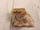猫犯了一个错误, 店主用塑料袋挂在门上, 几乎哭了, 但网友发现..。