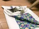 岛上的网友由于最近天气炎热, 家里的猫变了一张薄薄的床, 没想到.....。