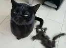 师傅用黑猫的头发, 给它捏一下它的模型, 黑猫看后..。