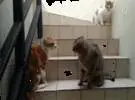 楼梯上的猫想下楼, 在楼梯中间打两只猫, 他们准备打架.....。