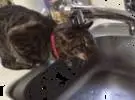这两只猫喝水太笨了, 第一眼就笑了。