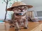 主人去购物时, 他看到一顶小草帽, 所以买回来后, 猫穿..。