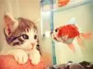 同样是小鱼的脸, 猫的差别是那么大吗？成为第三个温暖的哭泣..。