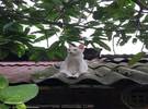 猫的朋友, 当没有什么特别喜欢这样坐在屋顶上欣赏风景的时候, 真的变得精致了..。