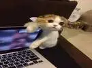 猫在看网友玩电脑的边缘, 没花时间和猫玩, 猫很生气.....。