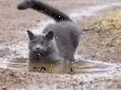 那只猫在露天遇见了一滩水, 以为它会绕道而去, 竟然.....。