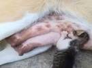 狗妈妈大方的把母乳放在被丢弃的小猫身上, 一个温暖的场景看到几次都很温暖的心.....。