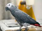 灰色鹦鹉的引种、习性、选择、喂养、训练、繁殖等预防措施