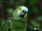 亚马逊鹦鹉百科全书, 所有的亚马逊鹦鹉品种终于满了
