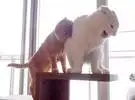 白猫在窗边看到了风景, 忽然被一只橙色的猫咬了, 对橙色的猫的解释是.....。