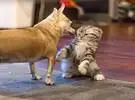 第一次这只小奶猫碰到狗, 直接炸发, 这对死人的反应.....。