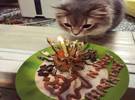 猫过生日, 主人特意做了一个生日蛋糕, 看起来怪怪的, 但是..。