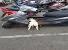 当网友去停车场取车时, 看到一只猫躺在摩托车上, 睡双双, 不知道.....。