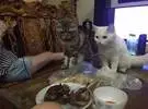 网友准备吃烤鸡, 两只猫乖乖地看着, 结果不留神.....。