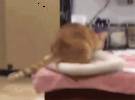 猫想把猫的窝放在桌上睡觉, 以为它会直接吊起来, 没想到.....。