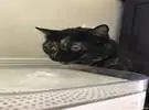网友的猫喝水总是这个表情, 乍一看, 我笑了喷..。